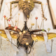 Illustration for article titled Half the Worlds Natural History Specimens Might Have the Wrong Name